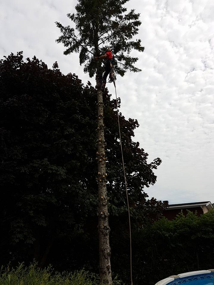 Abattage sécuritaire d'un sapin